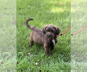 Labrador Retriever Dogs for adoption in Yardley, PA, USA