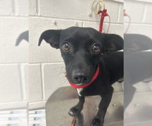 Chihuahua Dogs for adoption in San Bernardino, CA, USA