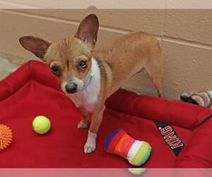 Chihuahua Dogs for adoption in Ojai, CA, USA