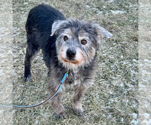 Border Terrier-Unknown Mix Dogs for adoption in Batavia, OH, USA