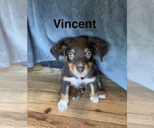 Mutt Dogs for adoption in Topeka, KS, USA