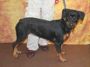 Rottweiler Dogs for adoption in Louisville, KY, USA