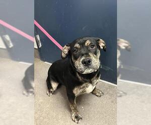 Bulldog-Unknown Mix Dogs for adoption in HESPERIA, CA, USA