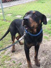 Rottweiler-Unknown Mix Dogs for adoption in Laurinburg, NC, USA
