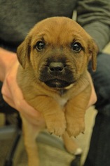 Pembroke Welsh Corgi-Unknown Mix Dogs for adoption in Mobile, AL, USA