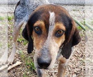 Pointer-Unknown Mix Dogs for adoption in Lovingston, VA, USA