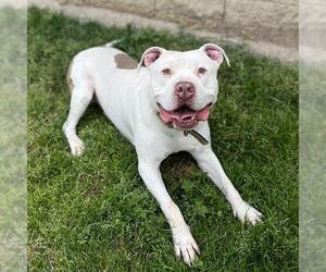 American Pit Bull Terrier-Unknown Mix Dogs for adoption in Modesto, CA, USA