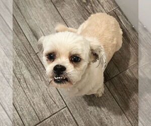 Shih Tzu Dogs for adoption in Vail, AZ, USA