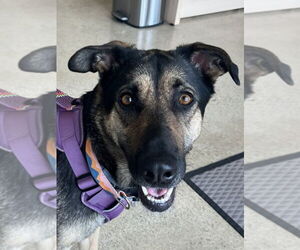 German Shepherd Dog-Unknown Mix Dogs for adoption in Lake Forest, CA, USA
