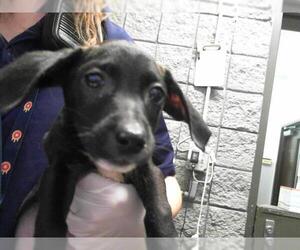Dachshund Dogs for adoption in Tulsa, OK, USA