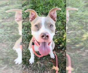 American Pit Bull Terrier-Unknown Mix Dogs for adoption in Sacramento, CA, USA