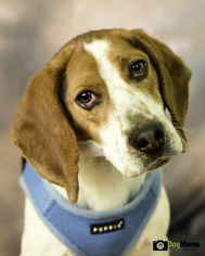 Beagle Dogs for adoption in Cokato, MN, USA