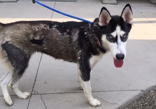 Small Siberian Husky