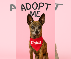 Medium Photo #1 Chihuahua Puppy For Sale in Gulfport, MI, USA