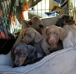Dachshund Dogs for adoption in New Orleans, LA, USA