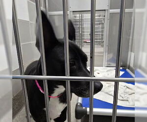 Labrador Retriever-Unknown Mix Dogs for adoption in Las Vegas, NV, USA