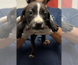 Mutt Dogs for adoption in Bakersfield, CA, USA