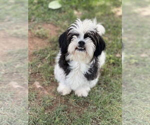 Shih Tzu-Unknown Mix Dogs for adoption in Phoenix, AZ, USA