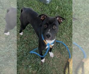 Boxer-Unknown Mix Dogs for adoption in Louisville, KY, USA