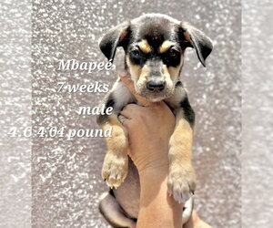 Chihuahua-Unknown Mix Dogs for adoption in Virginia Beach, VA, USA