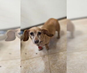 Dachshund-Unknown Mix Dogs for adoption in Osgood, IN, USA
