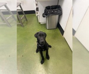 Labrador Retriever Dogs for adoption in Fruit Heights, UT, USA