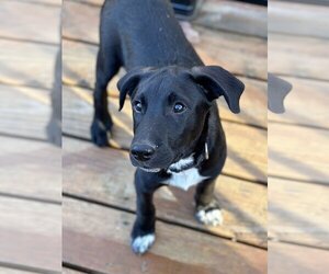 Borador Dogs for adoption in LAKE ST LOUIS, MO, USA