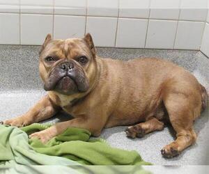 Staffordshire Bull Terrier-Unknown Mix Dogs for adoption in Orange, CA, USA