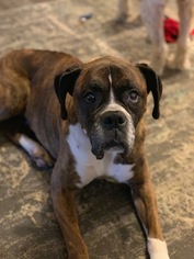 Boxer Dogs for adoption in Lake Ann, MI, USA