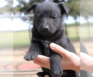 Mutt Dogs for adoption in Paso Robles, CA, USA