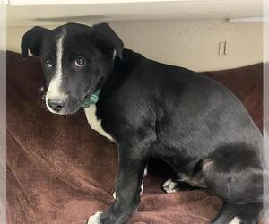 Border Collie-Unknown Mix Dogs for adoption in HESPERIA, CA, USA