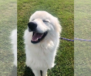Great Pyrenees Dogs for adoption in Bedford, VA, USA