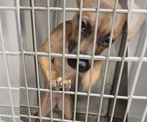 American Pit Bull Terrier Dogs for adoption in Decatur, IL, USA