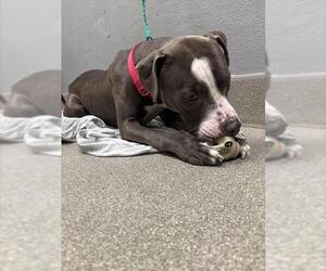 Mutt Dogs for adoption in Las Vegas, NV, USA