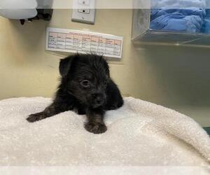 Mutt Dogs for adoption in Pasadena, CA, USA