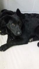 German Shepherd Dog Dogs for adoption in Camden, TN, USA