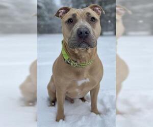 Mutt Dogs for adoption in Akron, OH, USA