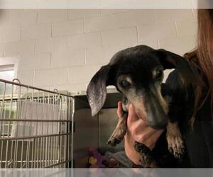 Dachshund Dogs for adoption in Rancho Cucamonga, CA, USA