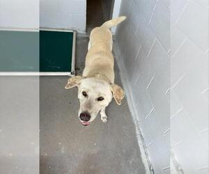 Labrador Retriever-Unknown Mix Dogs for adoption in Rosenberg, TX, USA