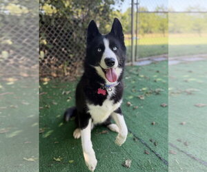 Siberian Husky-Unknown Mix Dogs for adoption in Spring Lake, NJ, USA