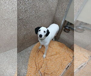 Mutt Dogs for adoption in Martinsburg, WV, USA