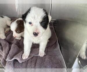 Australian Shepherd Dogs for adoption in Norco, CA, USA