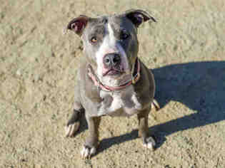 American Pit Bull Terrier Dogs for adoption in Placerville, CA, USA