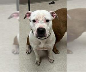 American Pit Bull Terrier Dogs for adoption in Saginaw, MI, USA