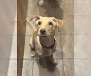 Shepradors Dogs for adoption in Princeton, MN, USA