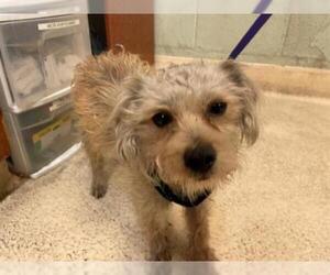 Cairn Terrier Dogs for adoption in Rancho Cucamonga, CA, USA