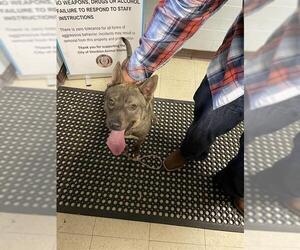 Mutt Dogs for adoption in Stockton, CA, USA
