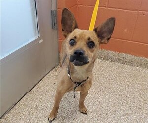 Chihuahua Dogs for adoption in Pueblo, CO, USA