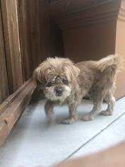 Shih Tzu Dogs for adoption in San Jose, CA, USA