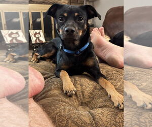 Chihuahua-Unknown Mix Dogs for adoption in Fort Collins, CO, USA